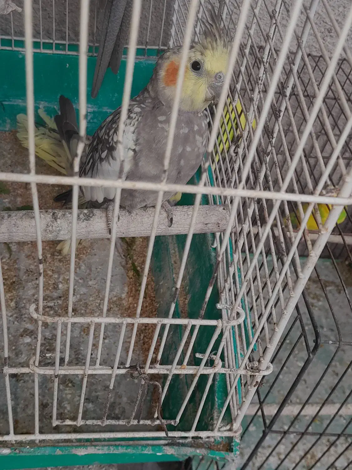 عروس هلندی|پرنده|رشت, سلیمانداراب|دیوار