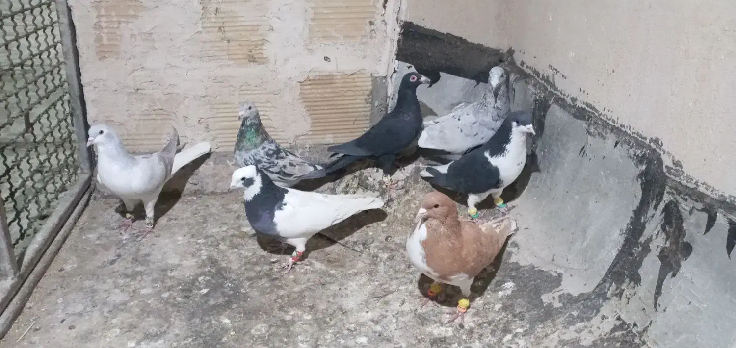 کبوتر پرشی|پرنده|شیراز, کوشک میدان|دیوار