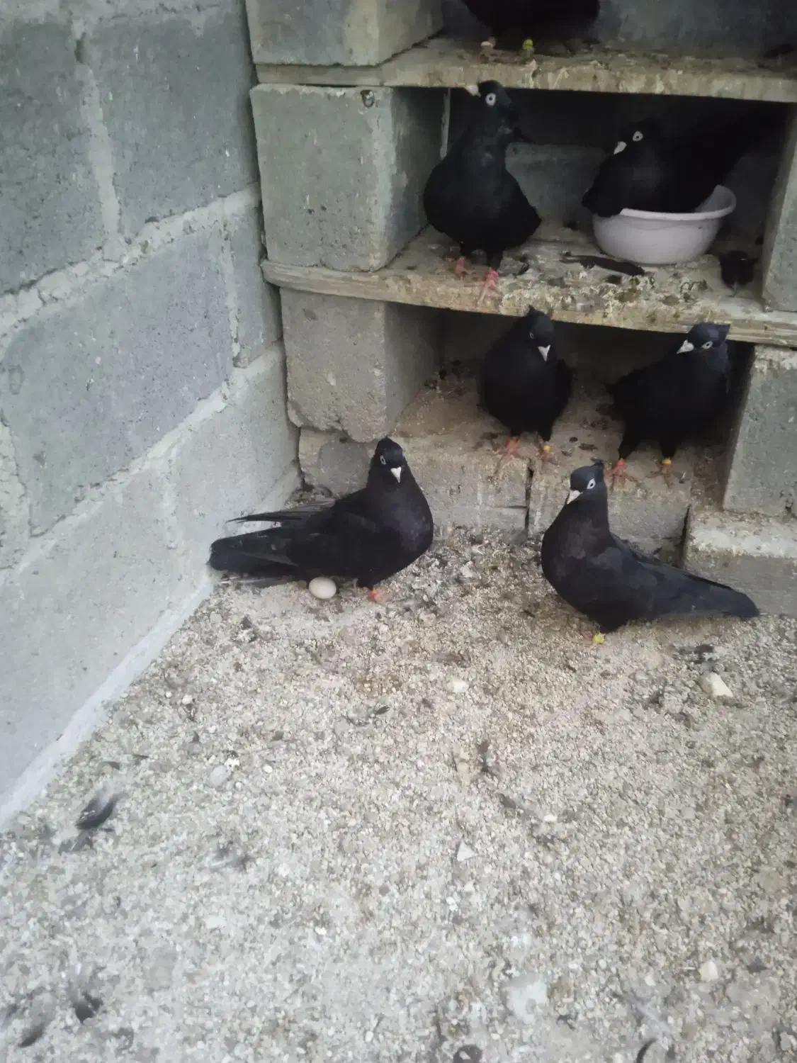 سیاه آبادانی زیبا و تمیز|پرنده|بندر کنگان, |دیوار