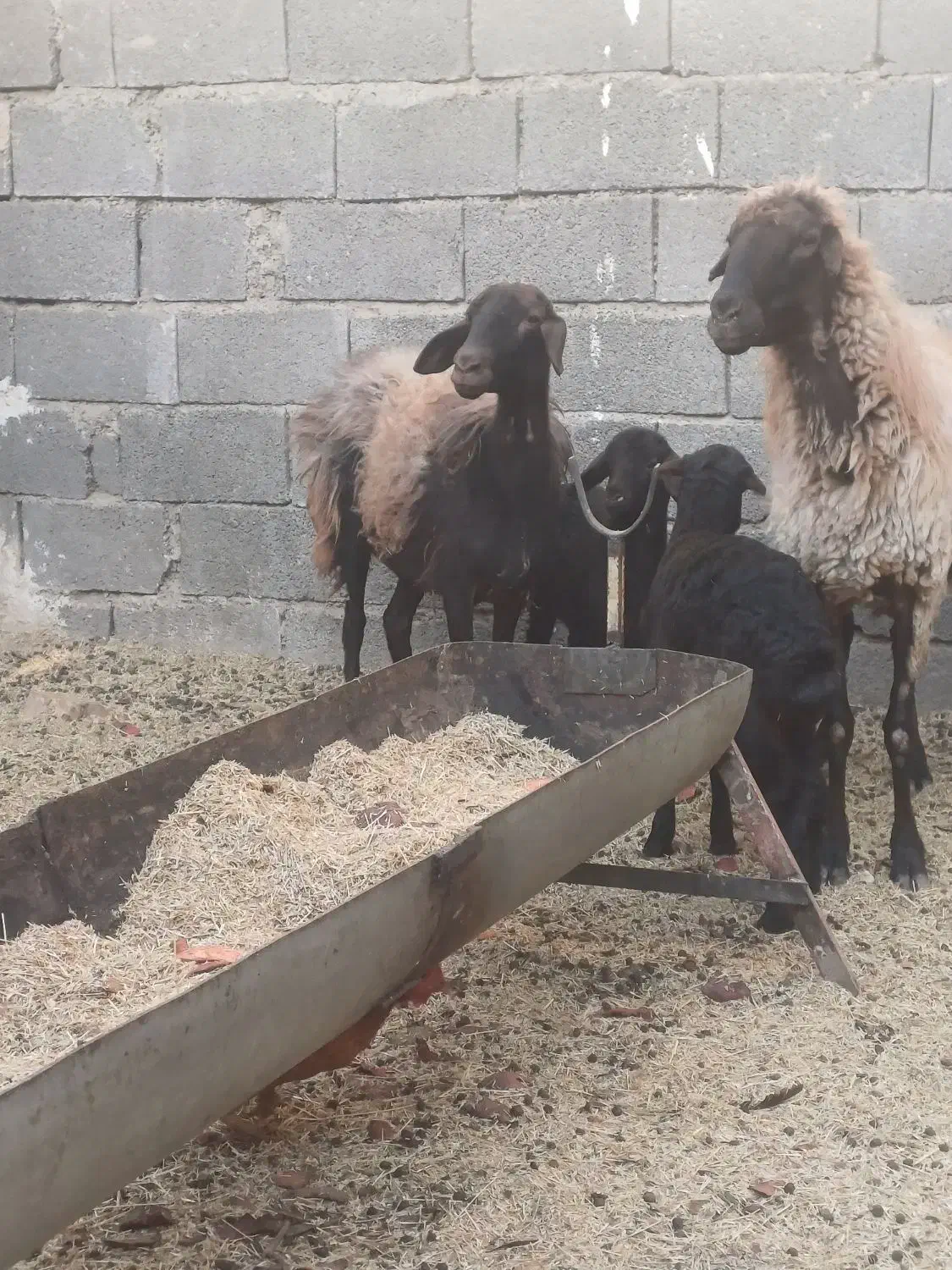 یه جفت میش وبره افشاری|حیوانات مزرعه|خمینیشهر, |دیوار