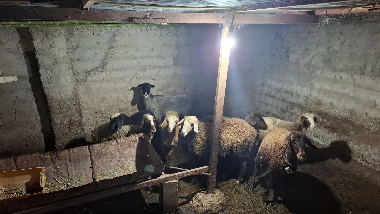 فروش گوسفند داشتی|حیوانات مزرعه|پایین هولار, |دیوار