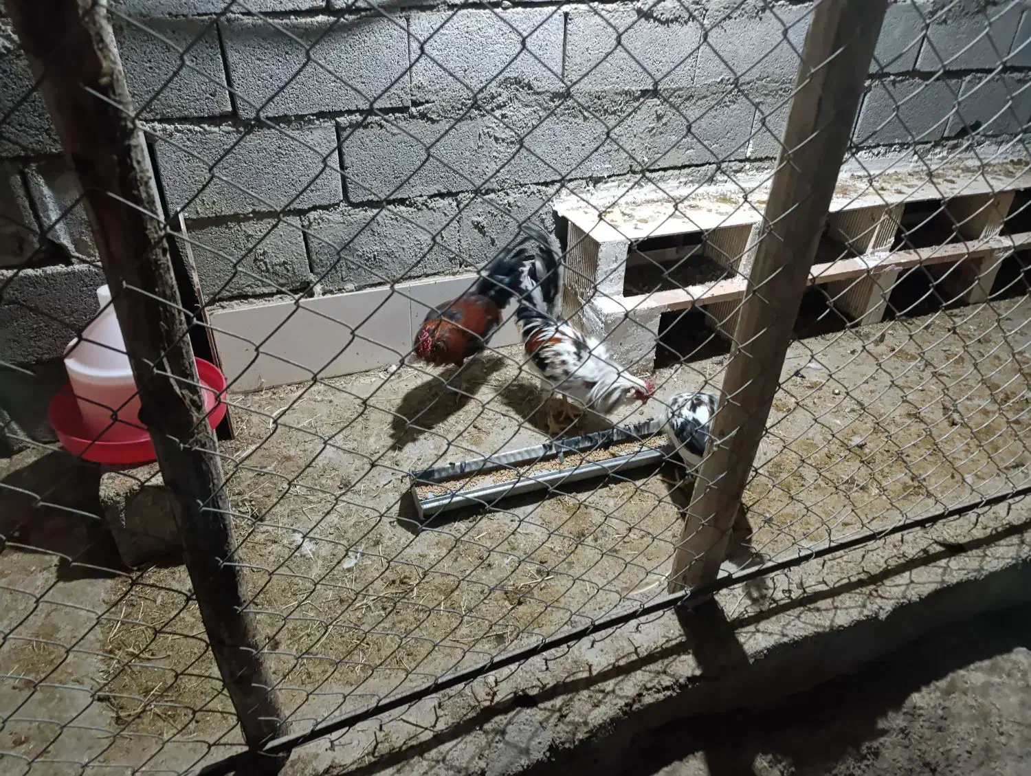 خروس گلین|حیوانات مزرعه|ابریشم, |دیوار