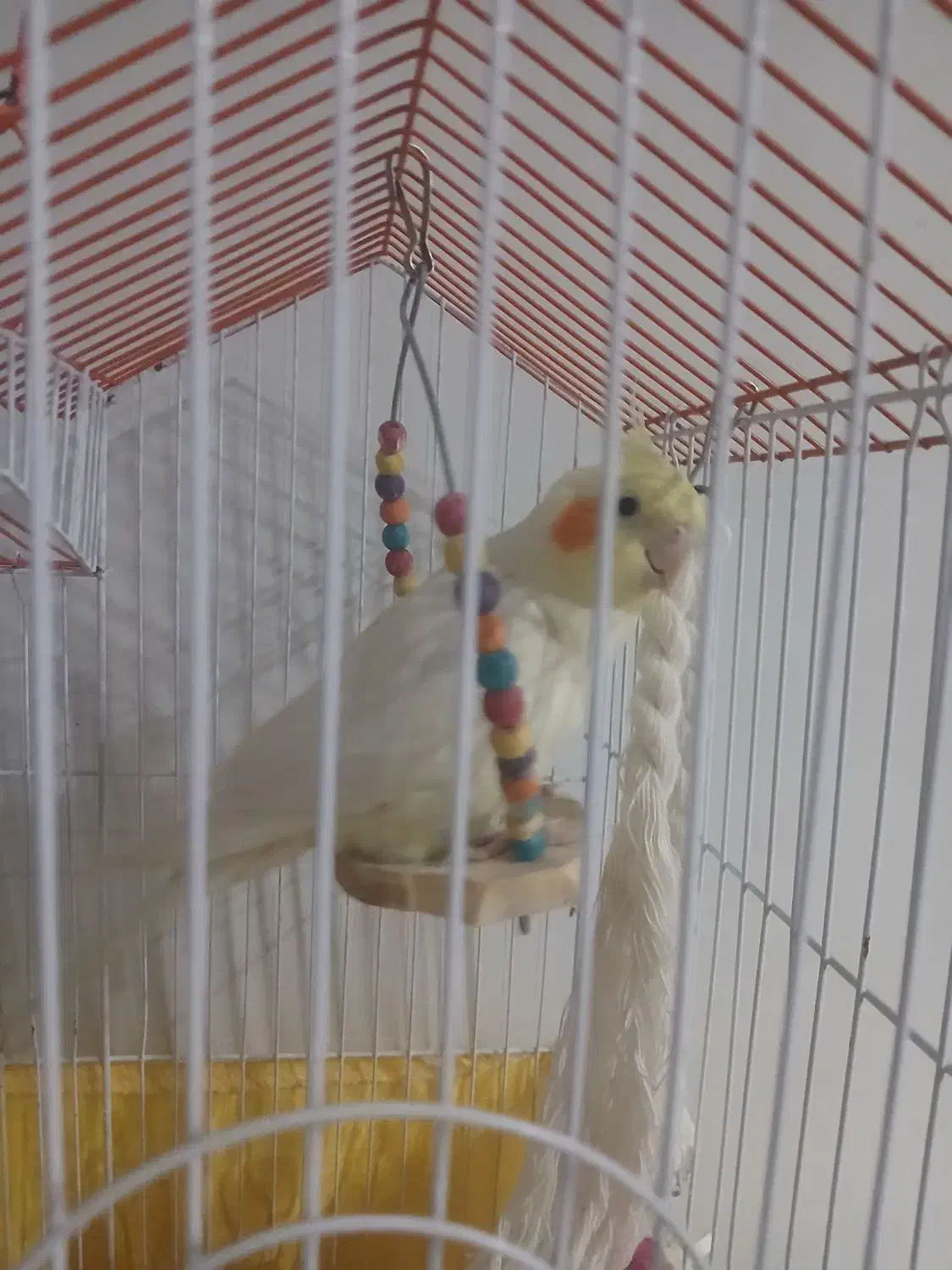 عروس هلندی|پرنده|قرچک, مهدیه|دیوار