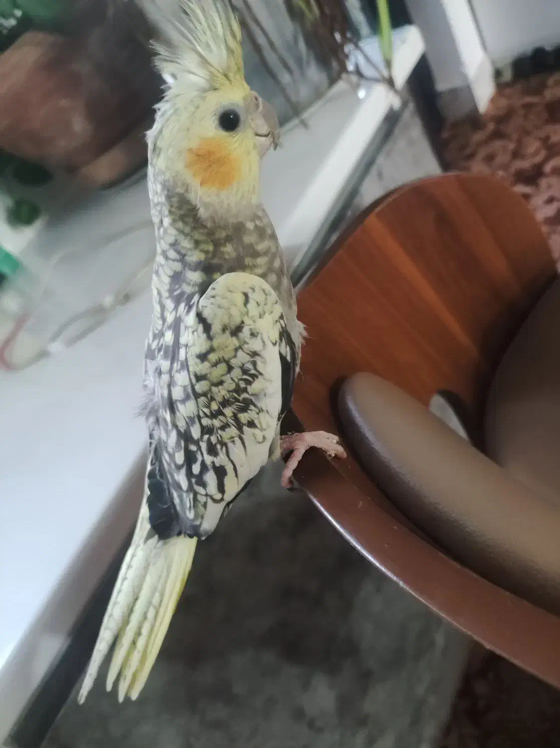 معاوضه مرغ|پرنده|بندر کنگان, |دیوار