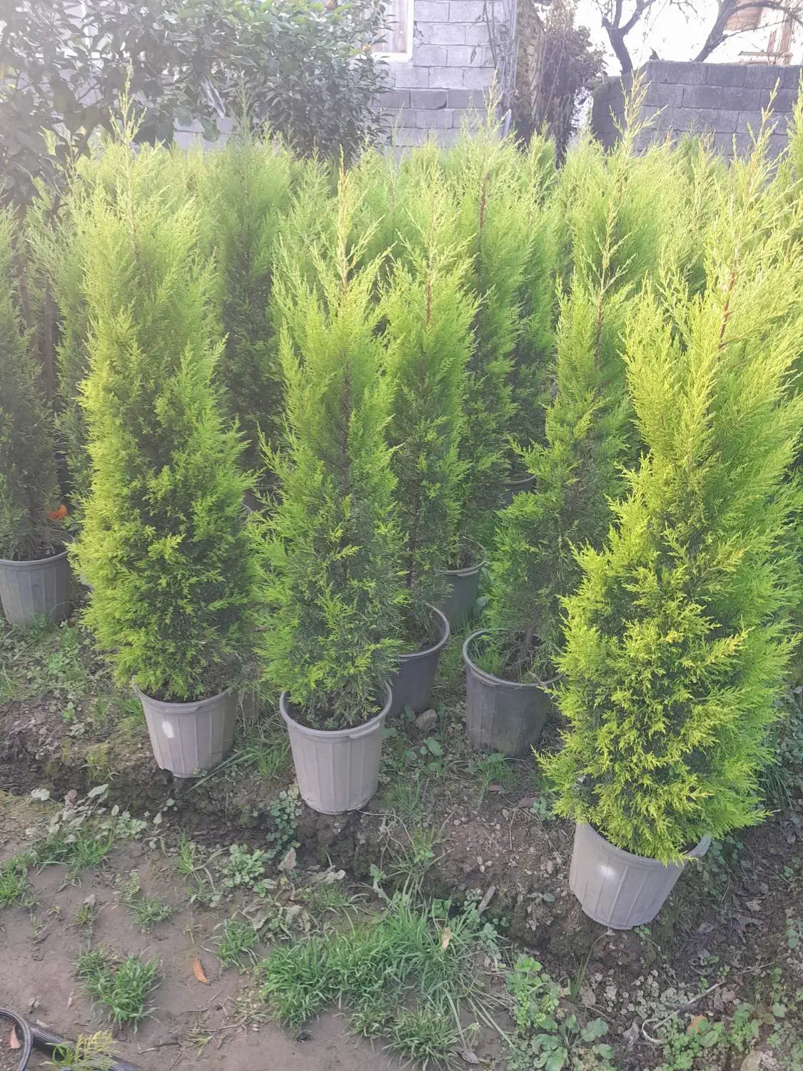 کاج لاوسون،سرو طلایی|گل و گیاه طبیعی|کومله, |دیوار