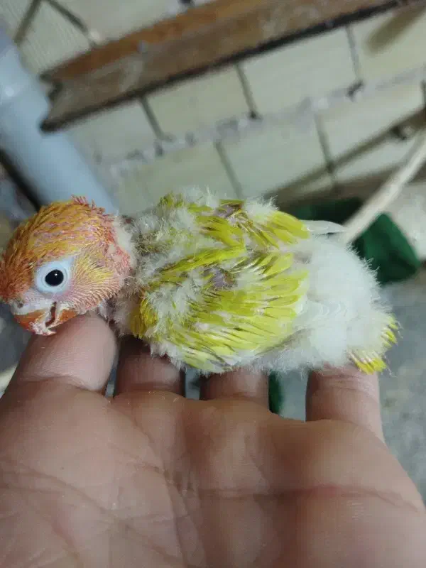 جوجه کوتوله|پرنده|تربت جام, میرقوام الدین|دیوار