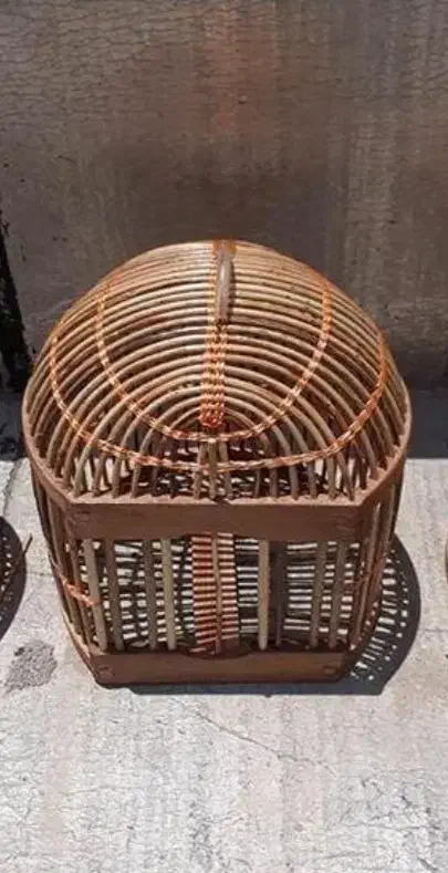 پرنده نر گمشده|پرنده|آبدانان, |دیوار