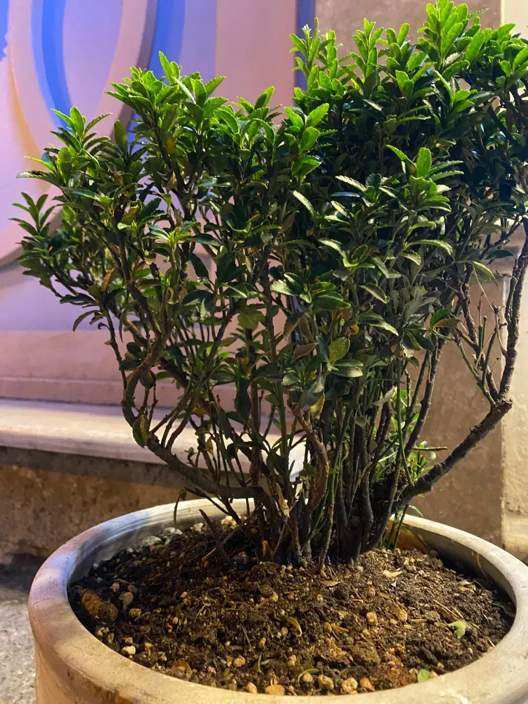 شمشاد|گل و گیاه طبیعی|رشت, چله خانه|دیوار