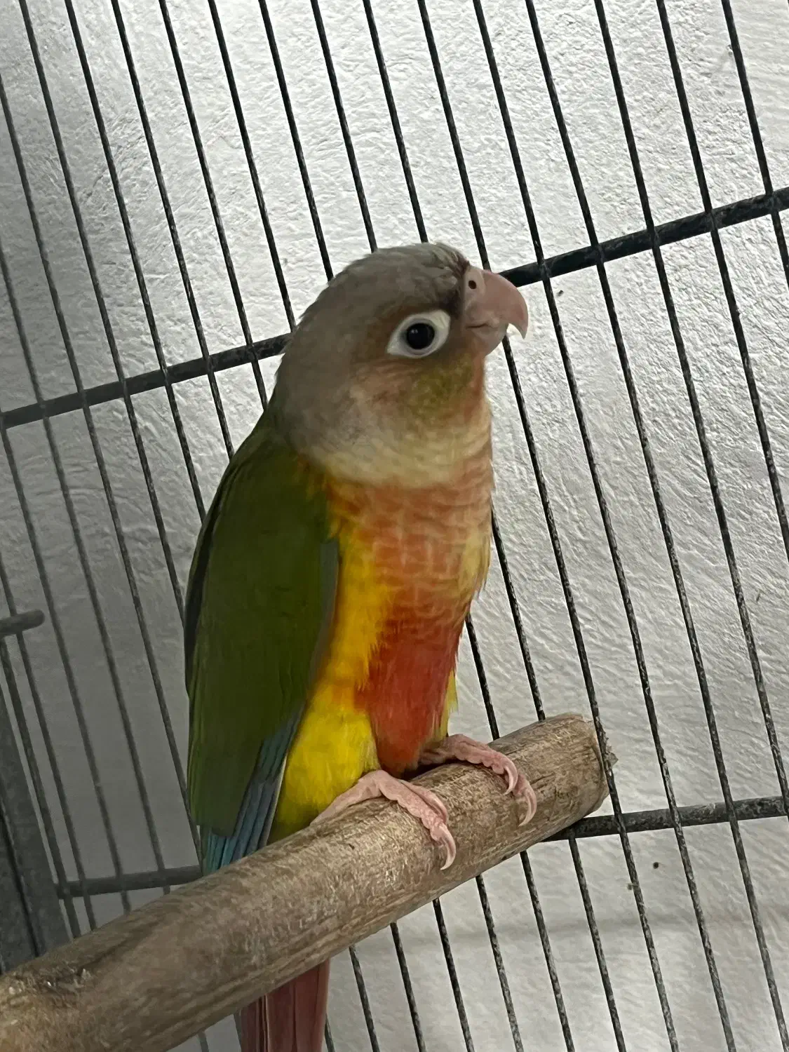 جوجه گرینچک|پرنده|قشم, |دیوار