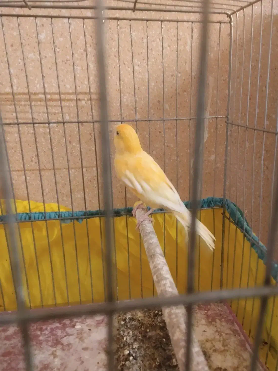 قناری نر پرتغالی|پرنده|اصفهان, زاجان|دیوار