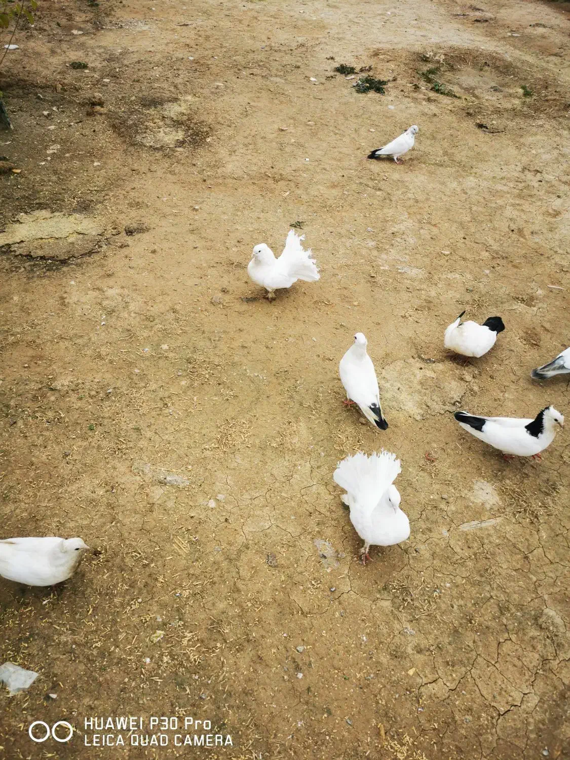 کبوتر|پرنده|دشت ذهاب, |دیوار