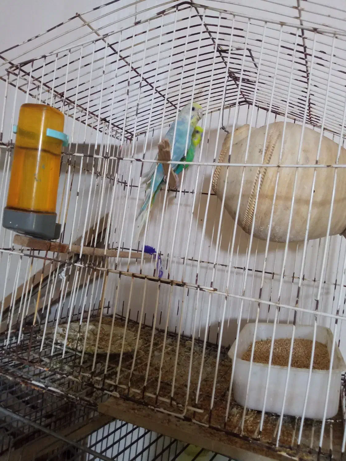 عروس هلندی+ مرغ عشق با جوجه|پرنده|قشم, |دیوار