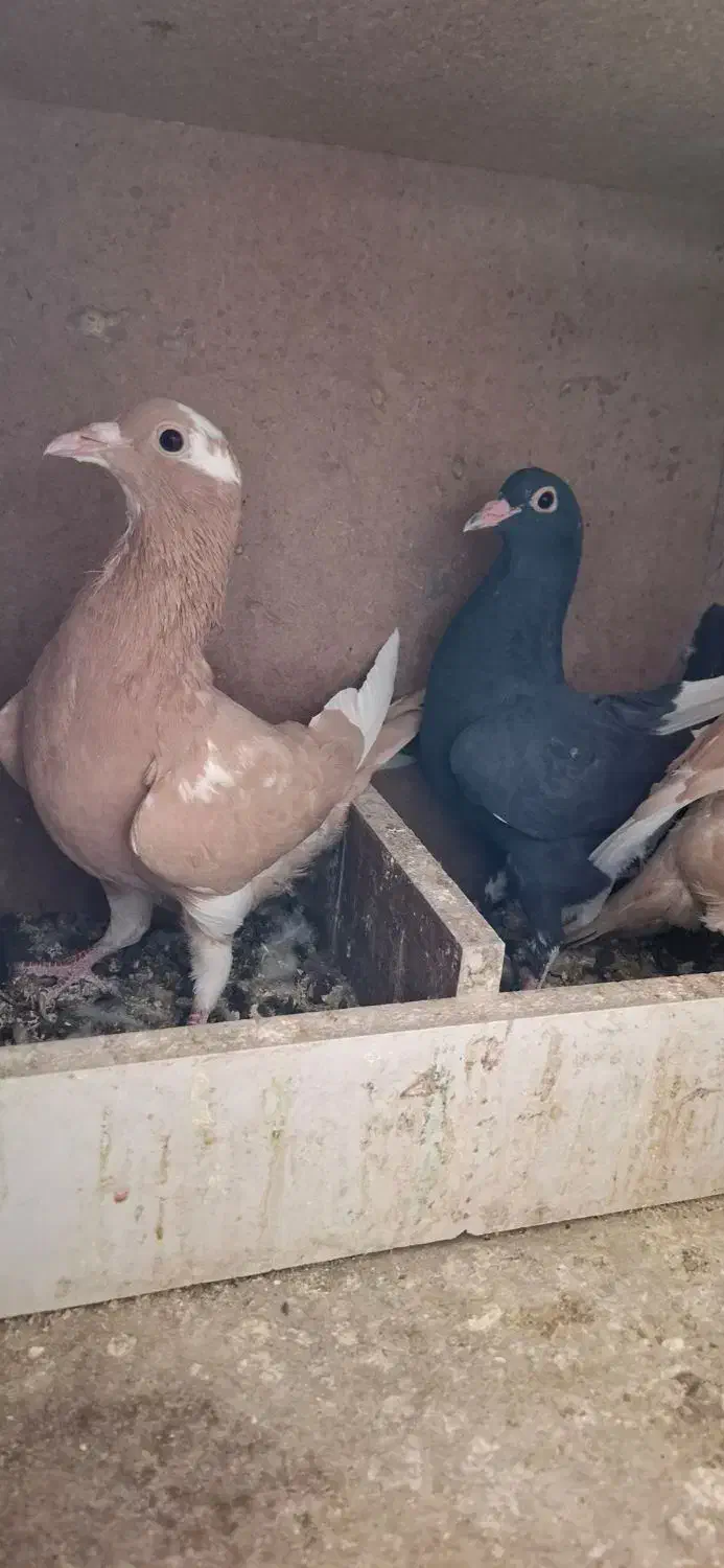 زرد پلنگ|پرنده|کرمان, |دیوار