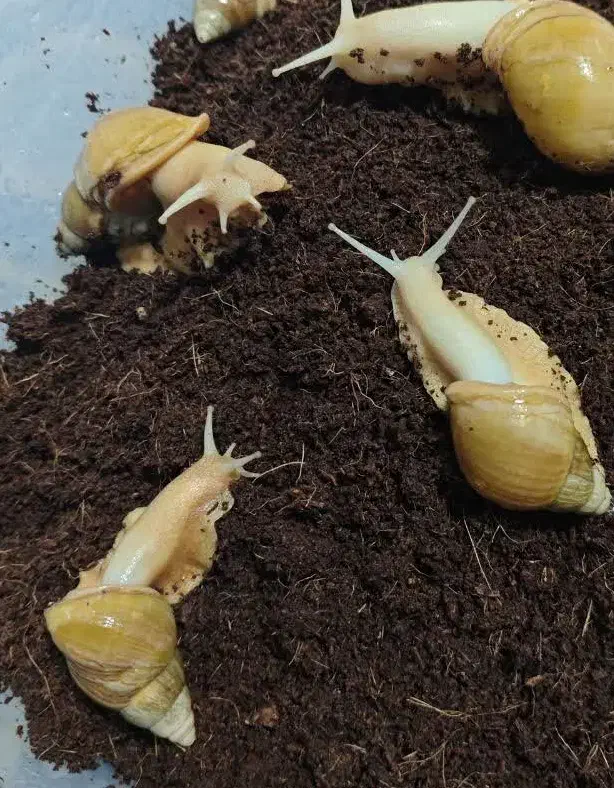 فروش حلزون آلبینو خانگی بالغ مولد سوپر مولد بزرگ|خزنده|شیراز, شریف‌آباد|دیوار