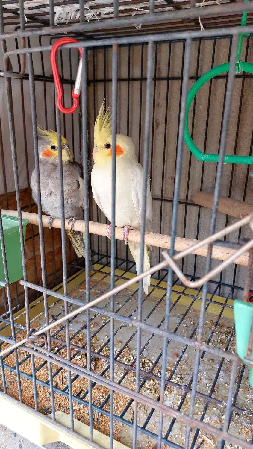 عروس هلندی|پرنده|تهران, امام زاده عبدالله|دیوار