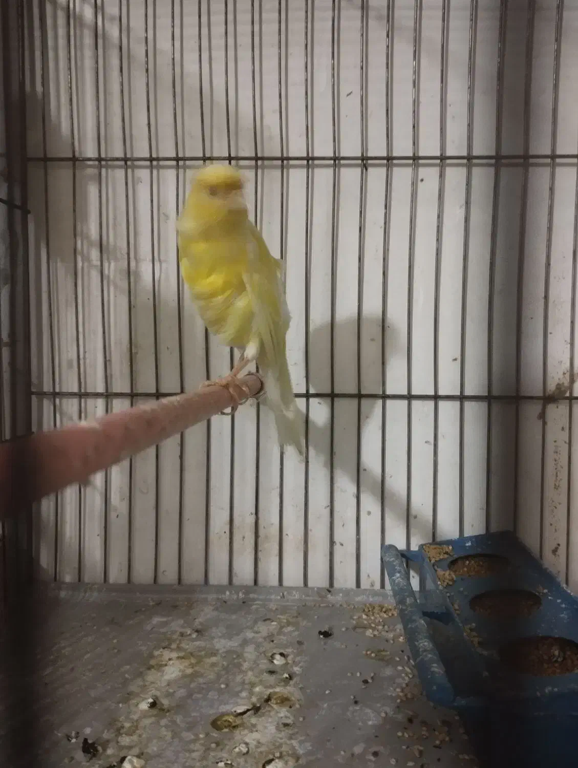 قناری ماده|پرنده|سلماس, |دیوار