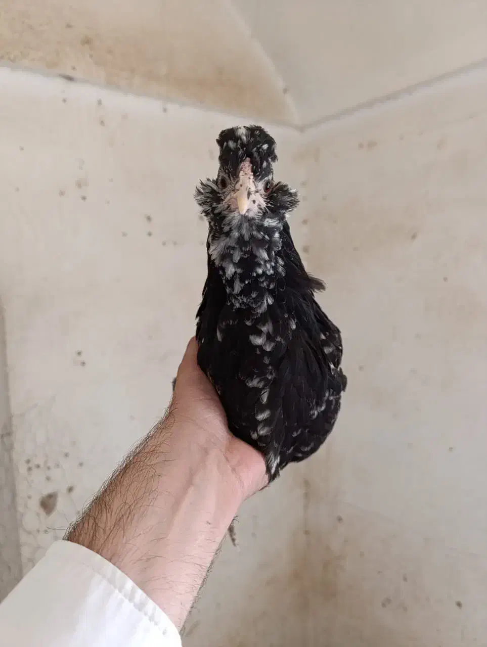 تخم نطفه دار گلین فول|حیوانات مزرعه|مرودشت, رامجرد یک|دیوار