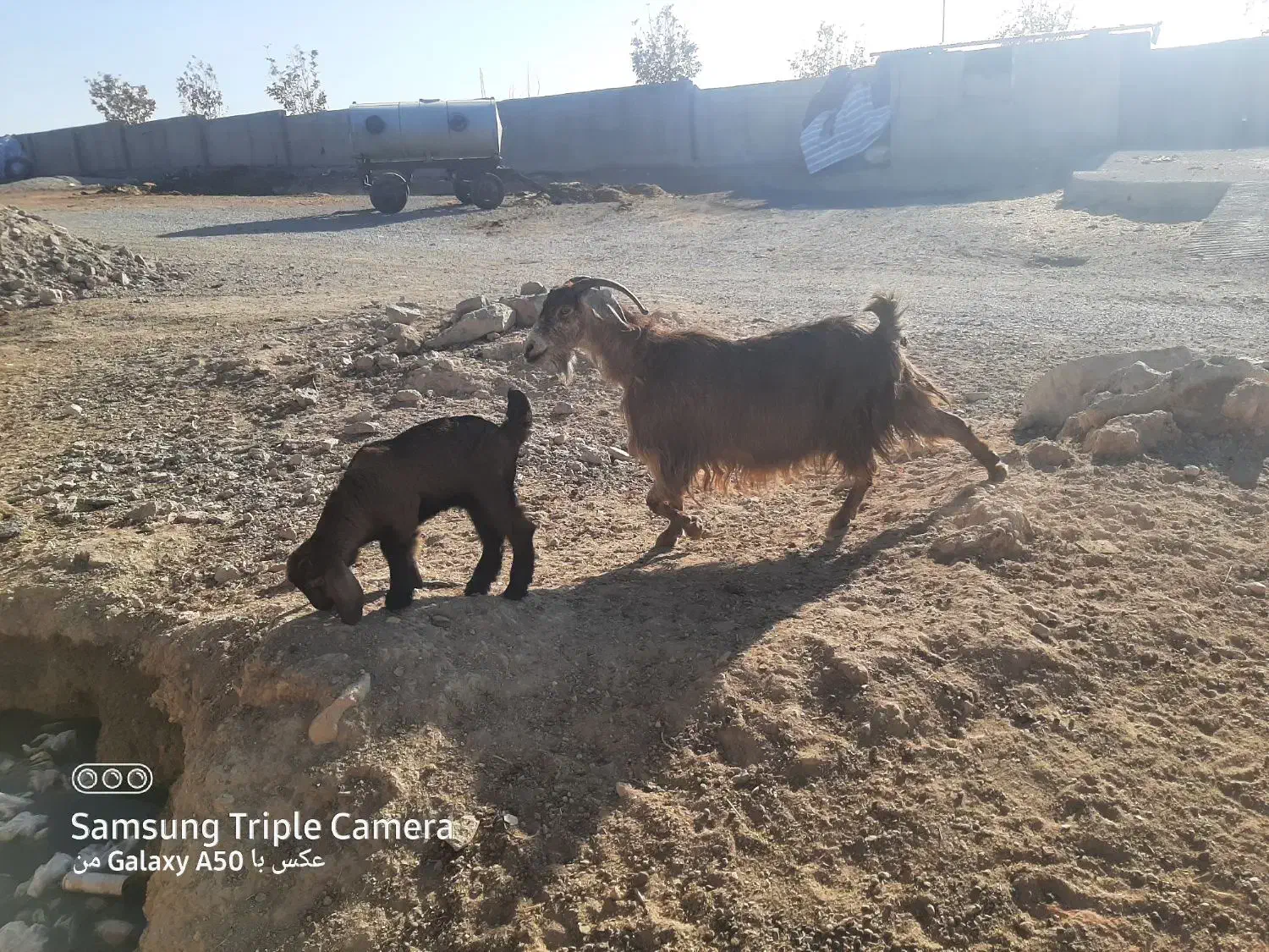 بزغاله|حیوانات مزرعه|کنگاور, |دیوار