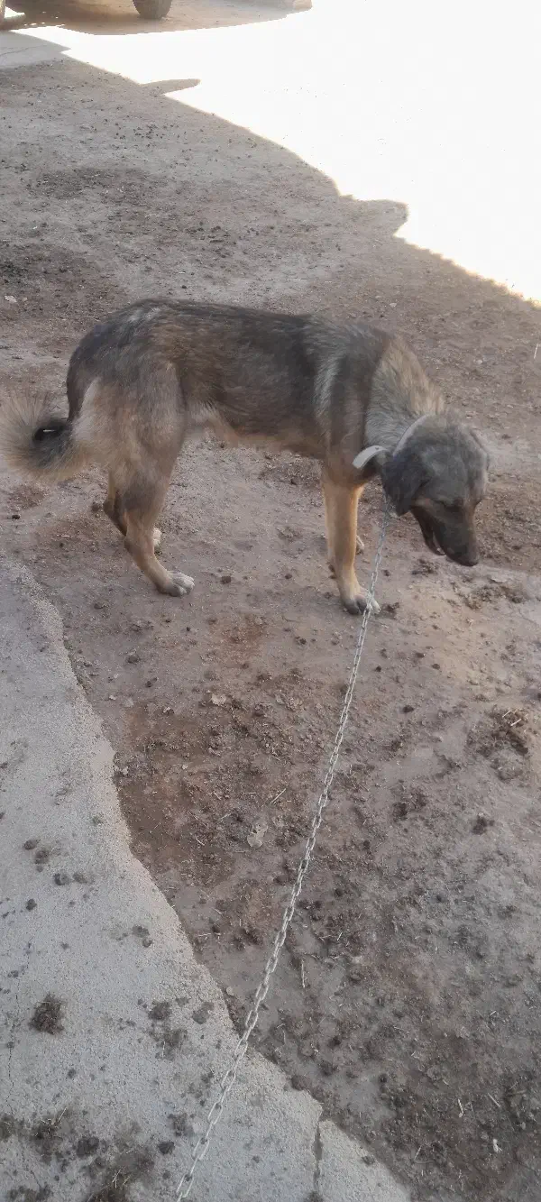 یه سگ خوب|سگ|قیدار, |دیوار