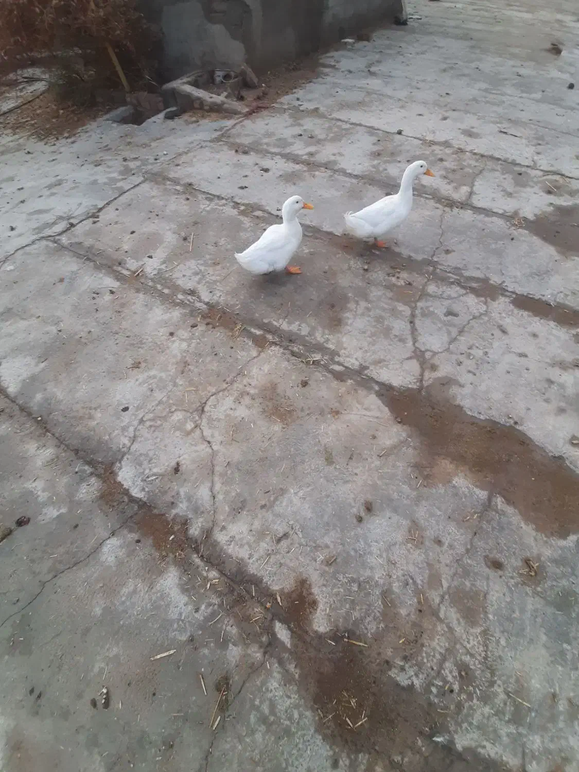 اردک|پرنده|نیشابور, میدون بار|دیوار