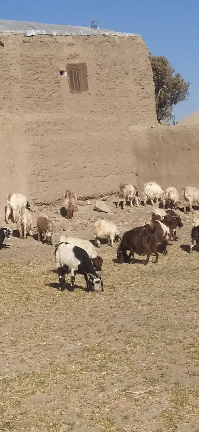 40تا بز با 4تانربز|حیوانات مزرعه|سبزوار, رباط|دیوار