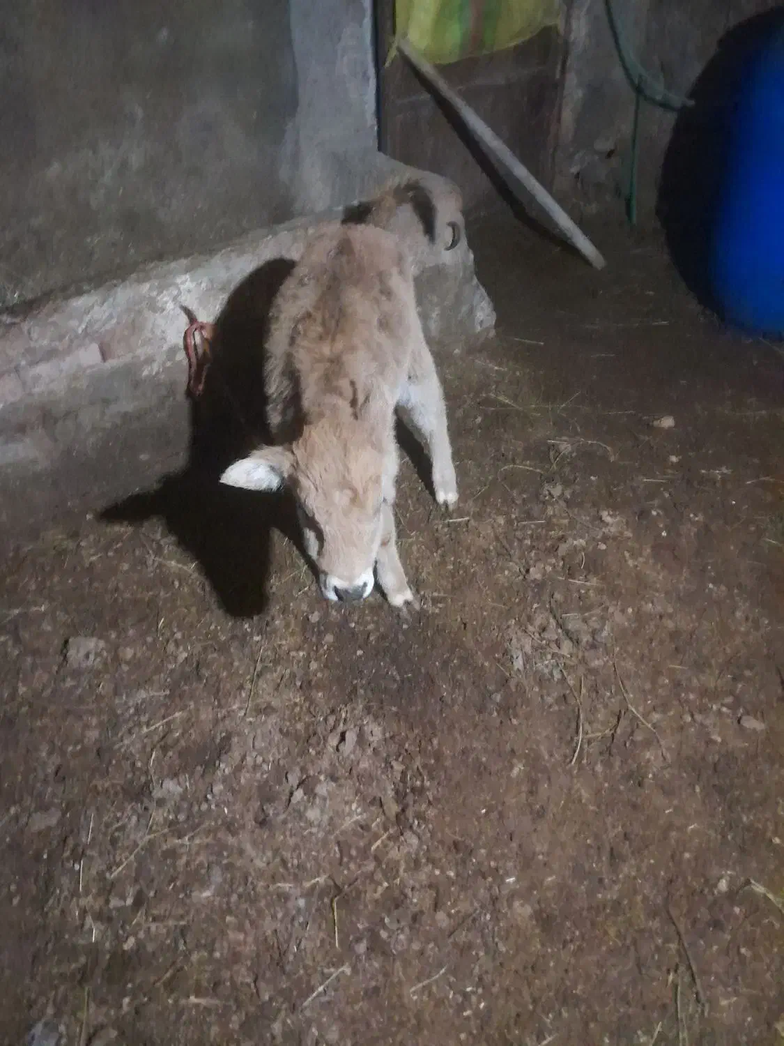 گاو|حیوانات مزرعه|بکتاش, |دیوار