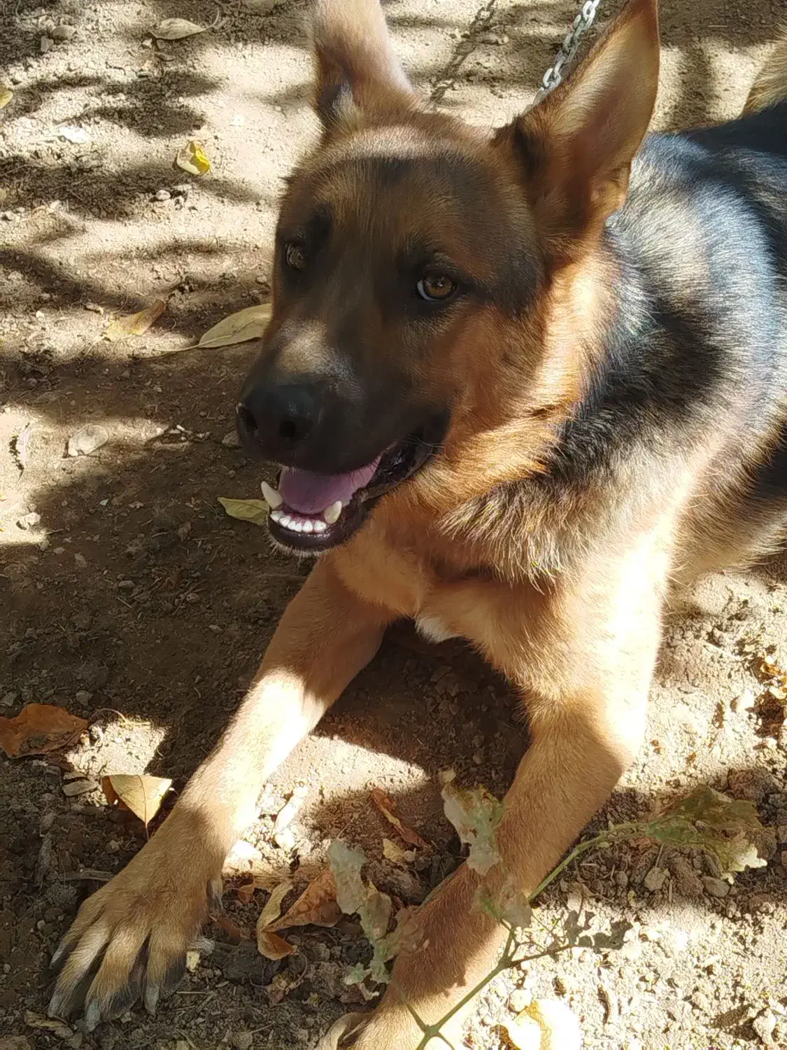 فروش سگ ژرمن|سگ|نوبران, |دیوار