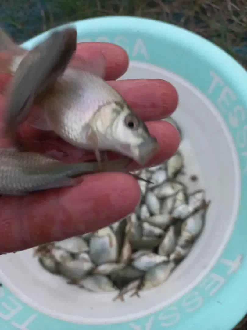 ماهی توضیح پرورشی استان مرکزی|ماهی|چالوس, |دیوار