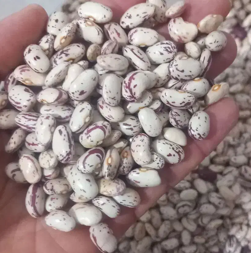 لوبیا چیتی اوتران|خوردنی و آشامیدنی|صومای برادوست, |دیوار