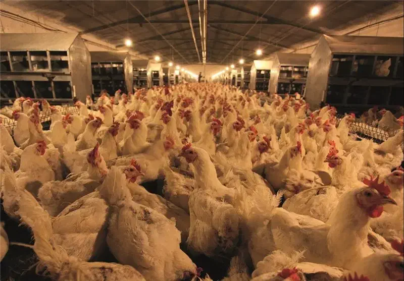 کارگرساده.استان مرکزی.مرغداریمادر.منزلمسکونی|استخدام صنعتی، فنی، مهندسی|سبزوار, قصبه اب یمین|دیوار