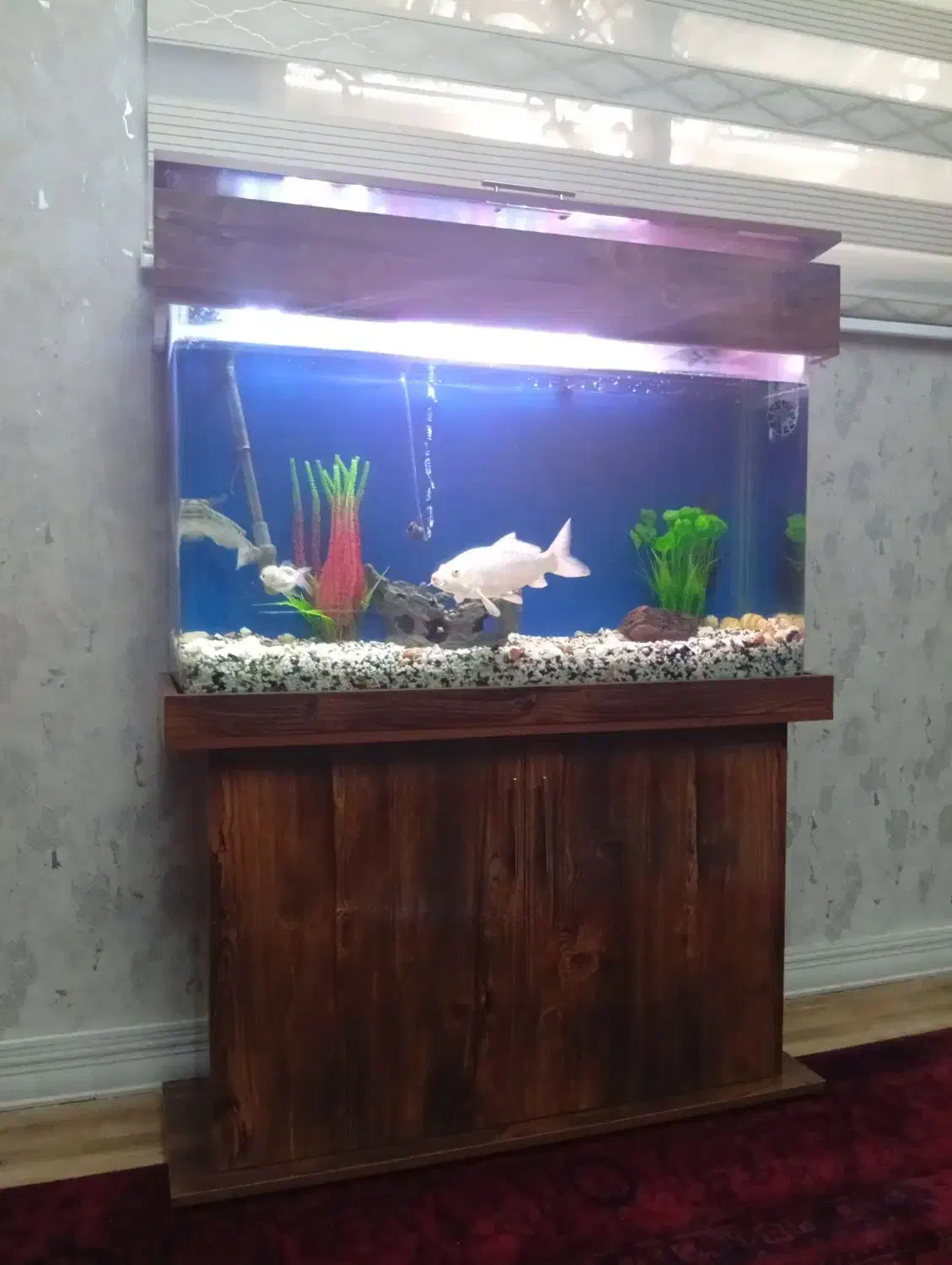 آکواریوم|ماهی|شهر ری, امین آباد|دیوار