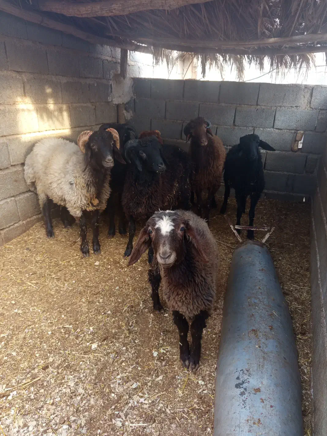 قصابی بره نر و کهره نر|حیوانات مزرعه|داراب, |دیوار