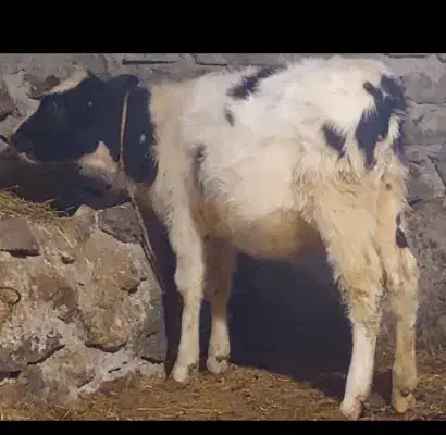 ننه بالا گا و|حیوانات|اردبیل, |دیوار