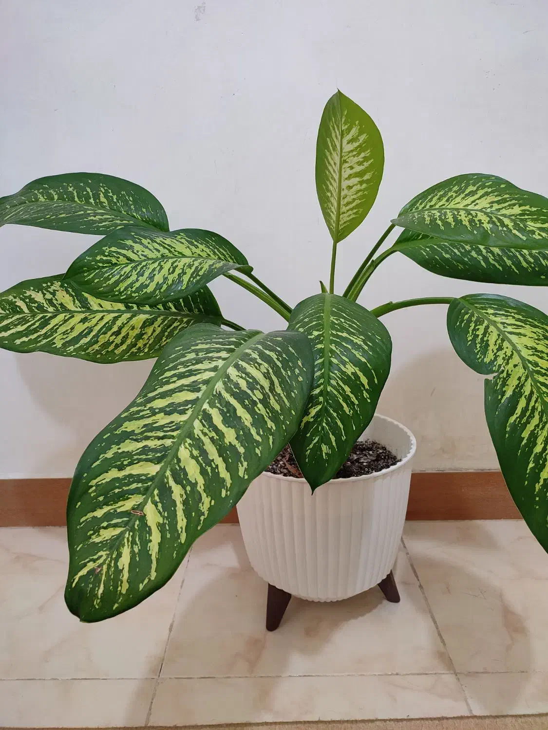 گل دیفن|گل و گیاه طبیعی|رشت, آب و برق|دیوار