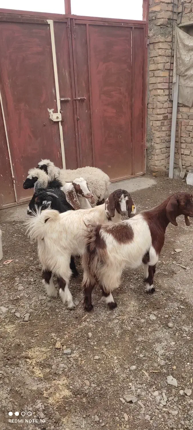 چهار عدد بزقاله دو عدد بره|حیوانات مزرعه|نیمروز, |دیوار