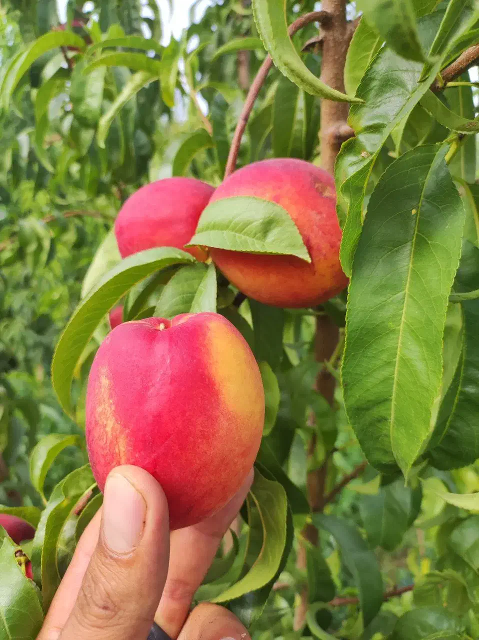 باغ با درختان 10ساله 1200متر دور دیوار|فروش زمین و ملک کلنگی|رباطکریم, منجیل آباد|دیوار