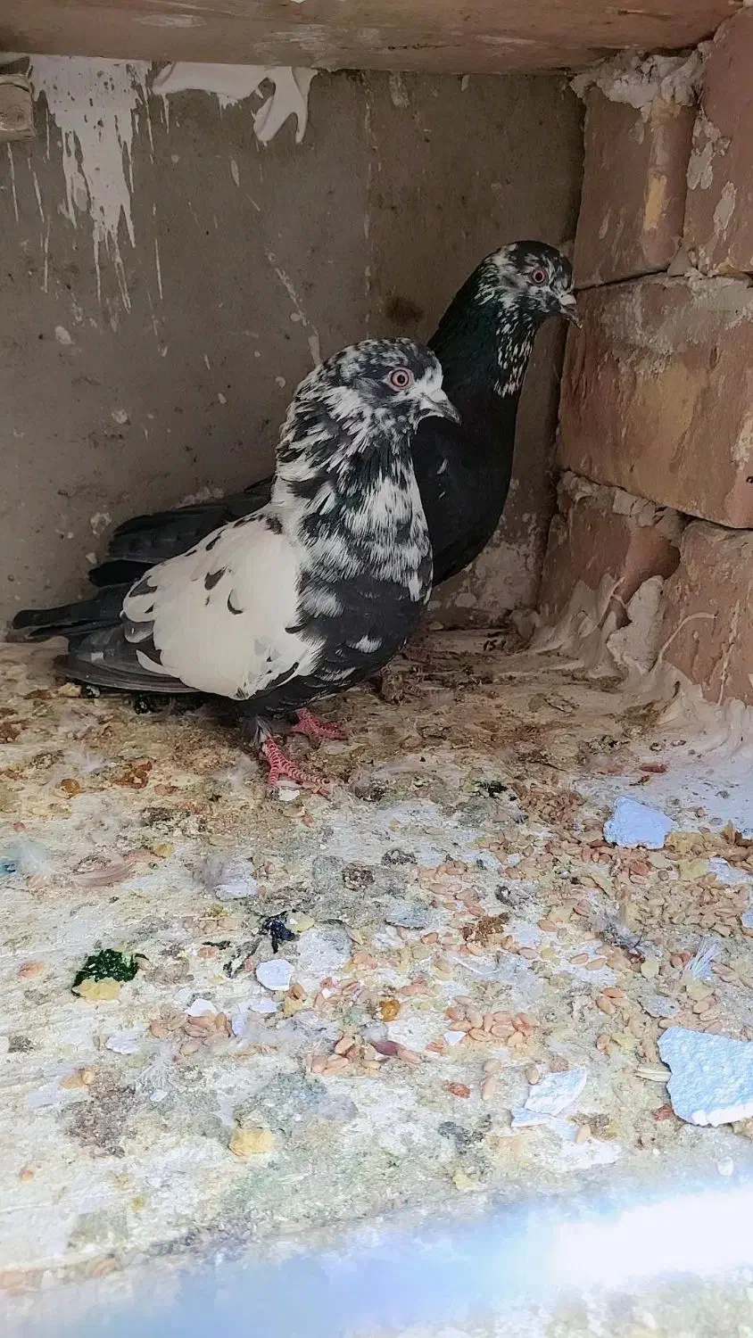 دونه ای ۳۰۰|پرنده|زید آباد, |دیوار