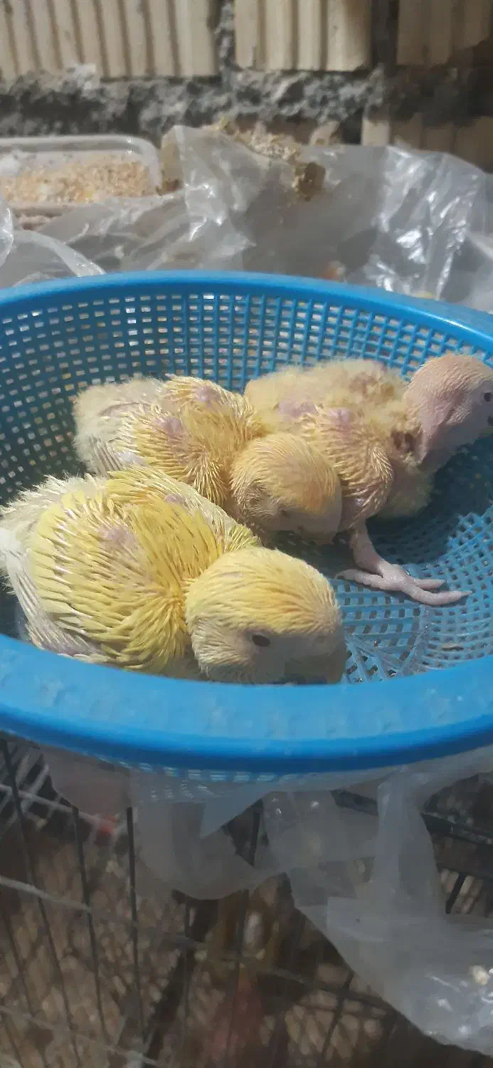 جوجه کوتوله اوپال کله نارنجی سرلاکی|پرنده|داراب, |دیوار