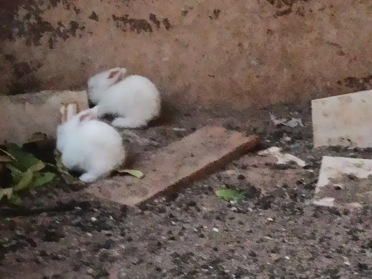 بچه خرگوش|موش و خرگوش|سبزوار, جنت|دیوار