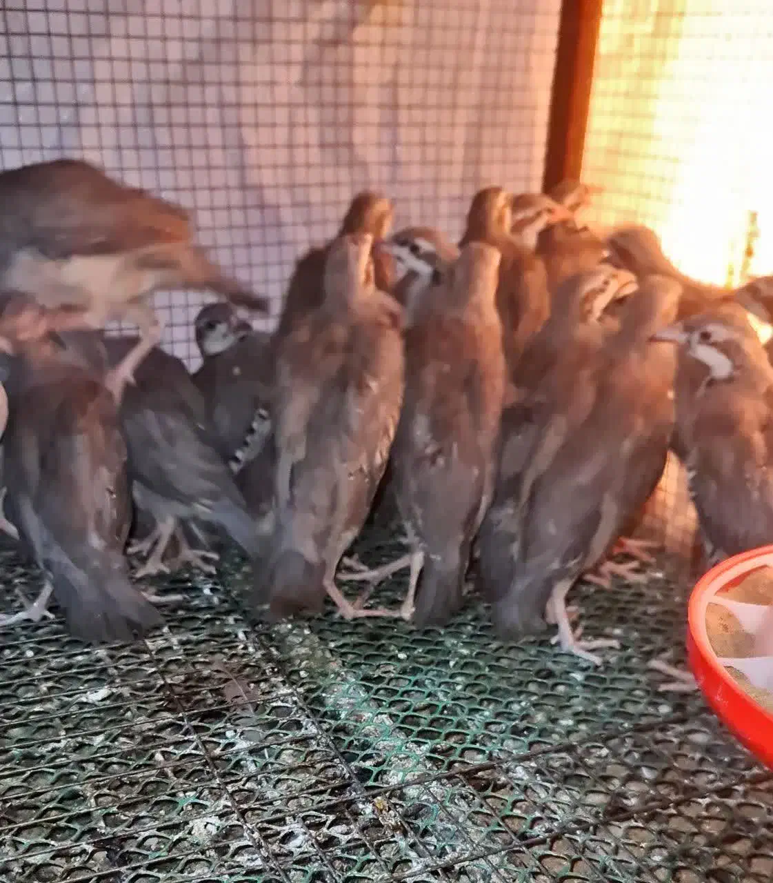 مرغ پرورشی|حیوانات مزرعه|اردکان, |دیوار