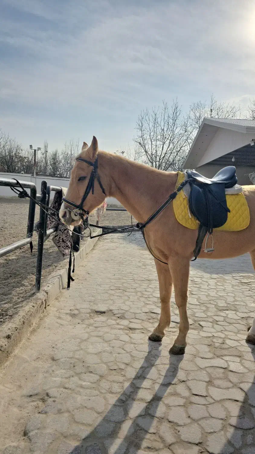 فروش اسب ترکمن|اسب و تجهیزات اسب‌سواری|کرج, فاز ۱ مهرشهر|دیوار