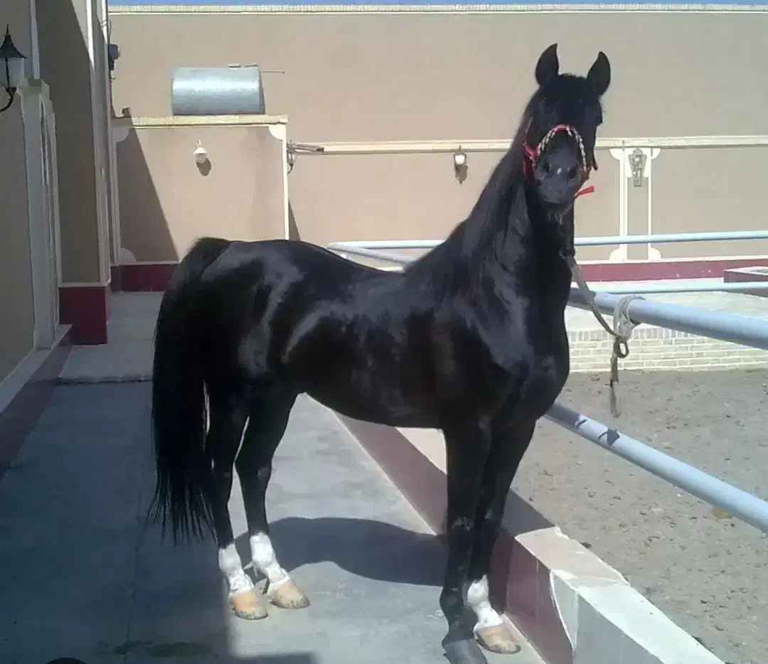 خر.ید  فروش. اسب همه نژاد|اسب و تجهیزات اسب‌سواری|قزوین, |دیوار