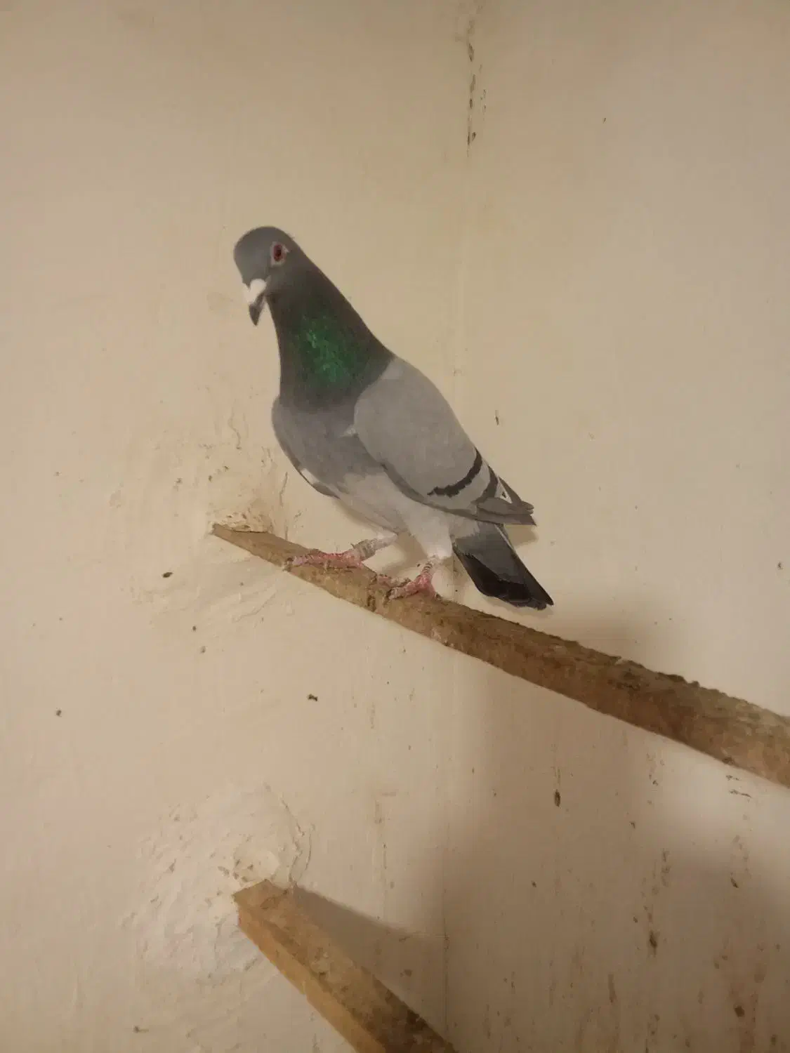 کبوتر|پرنده|رامیان, |دیوار