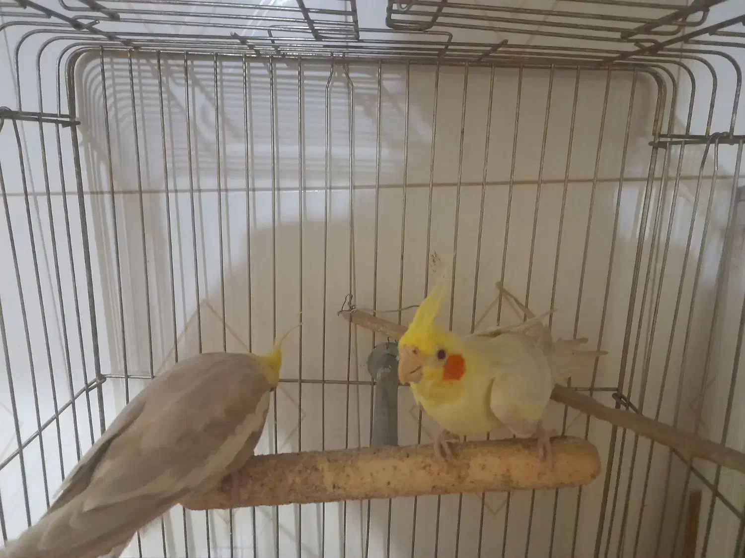 یک جفت عروس هلندی کار|پرنده|زابل, |دیوار