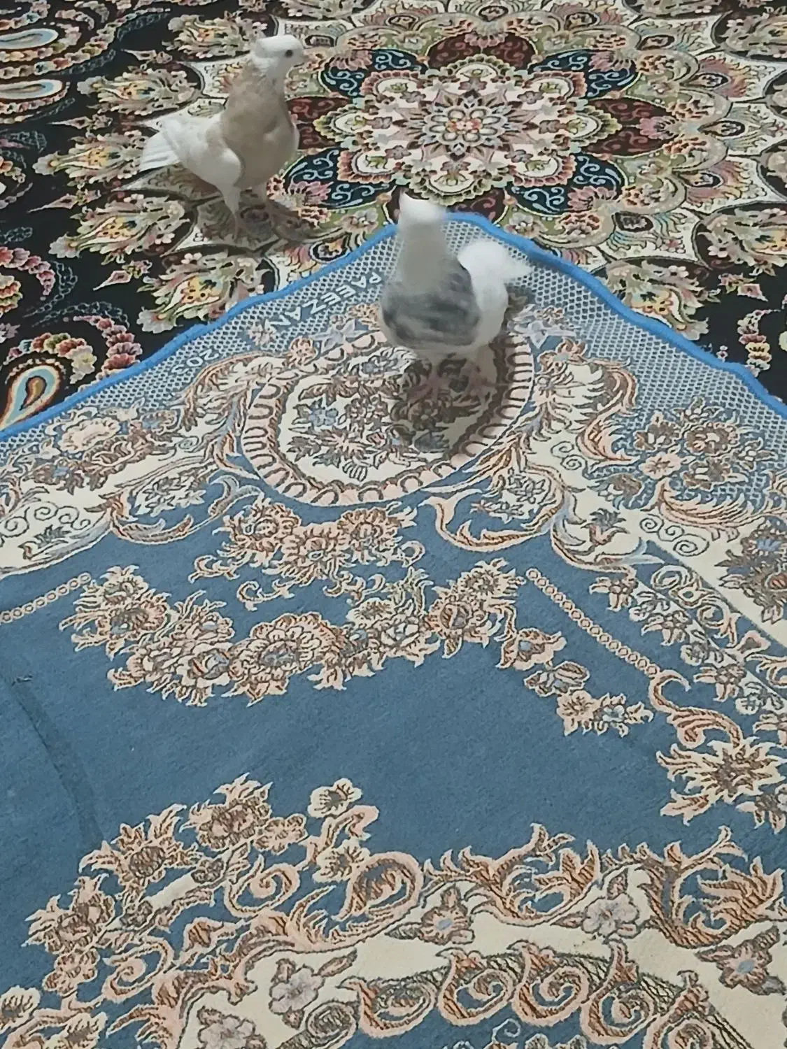 کبوتر|پرنده|کرمانشاه, |دیوار