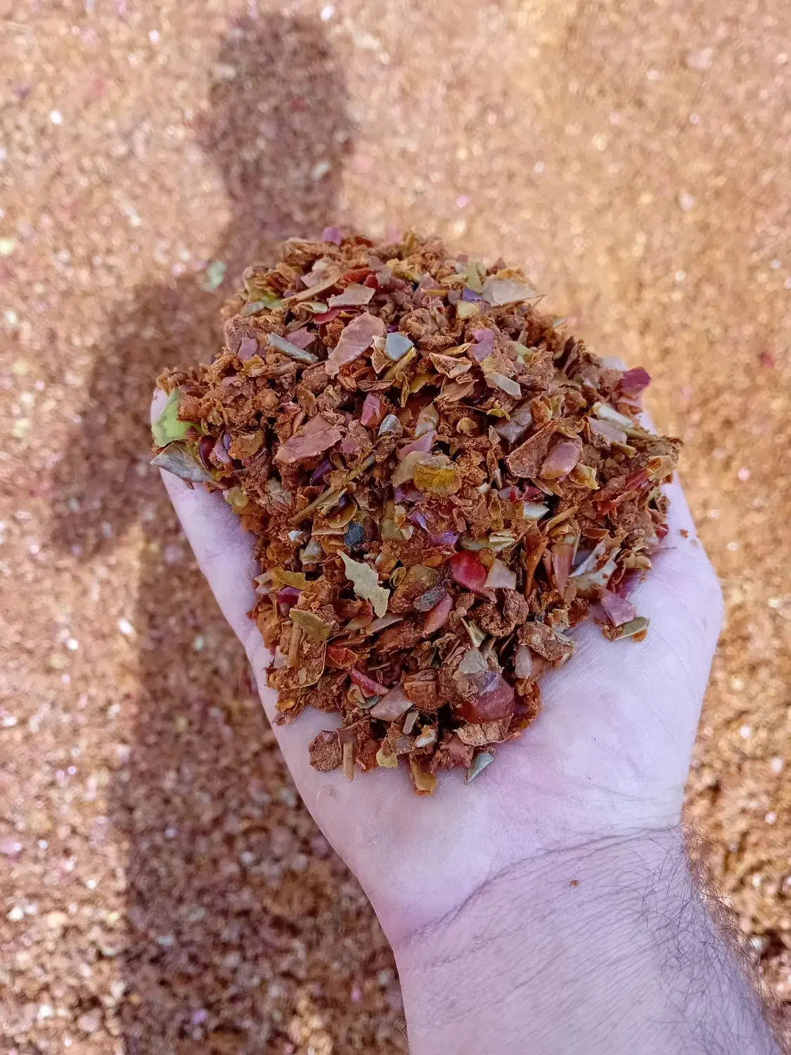 تفاله چغندر وسیب وعلوفه ذرت|عمدهفروشی|زنجان, |دیوار