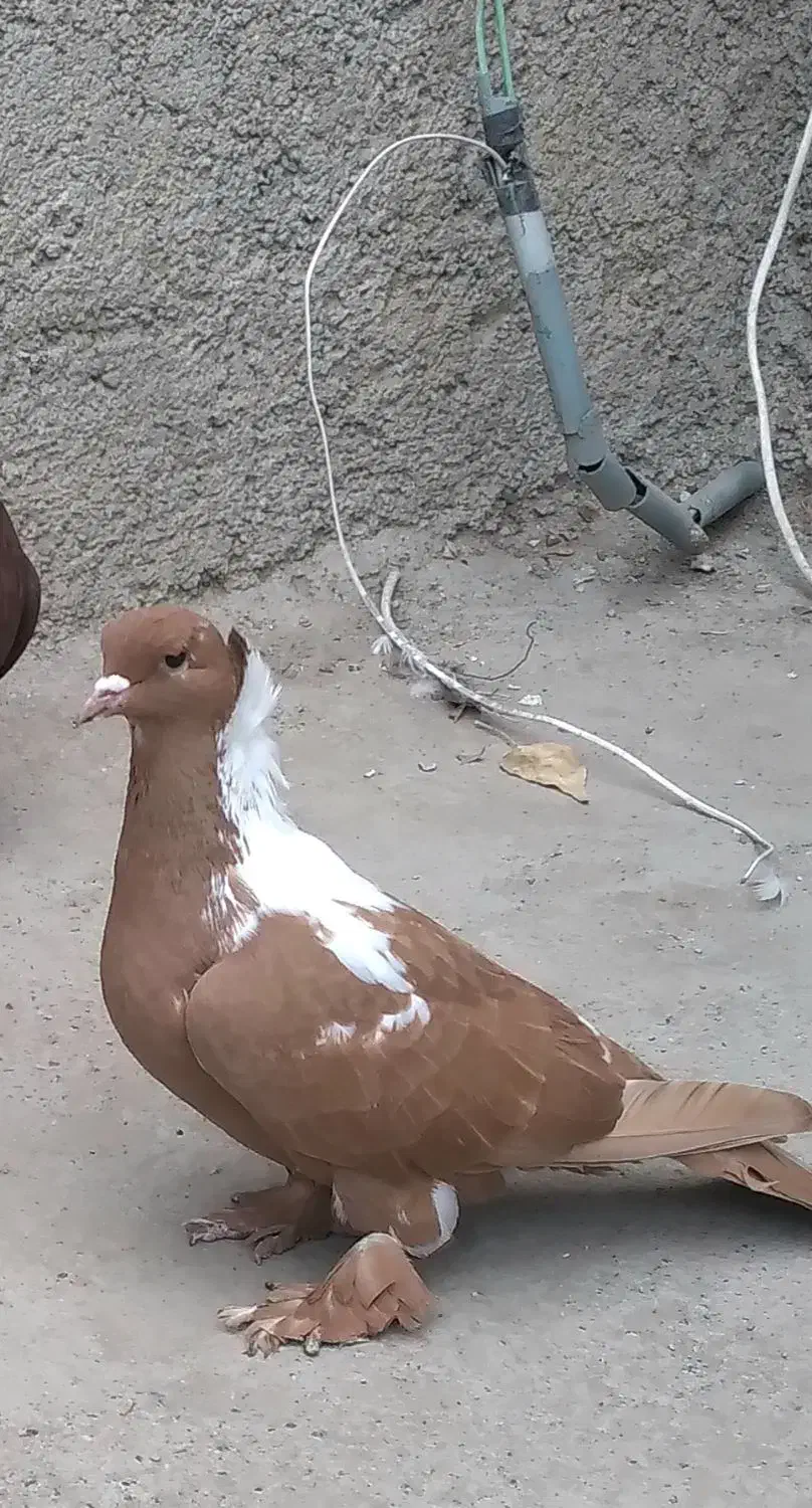 ککیلی ماده|پرنده|اردبیل, |دیوار