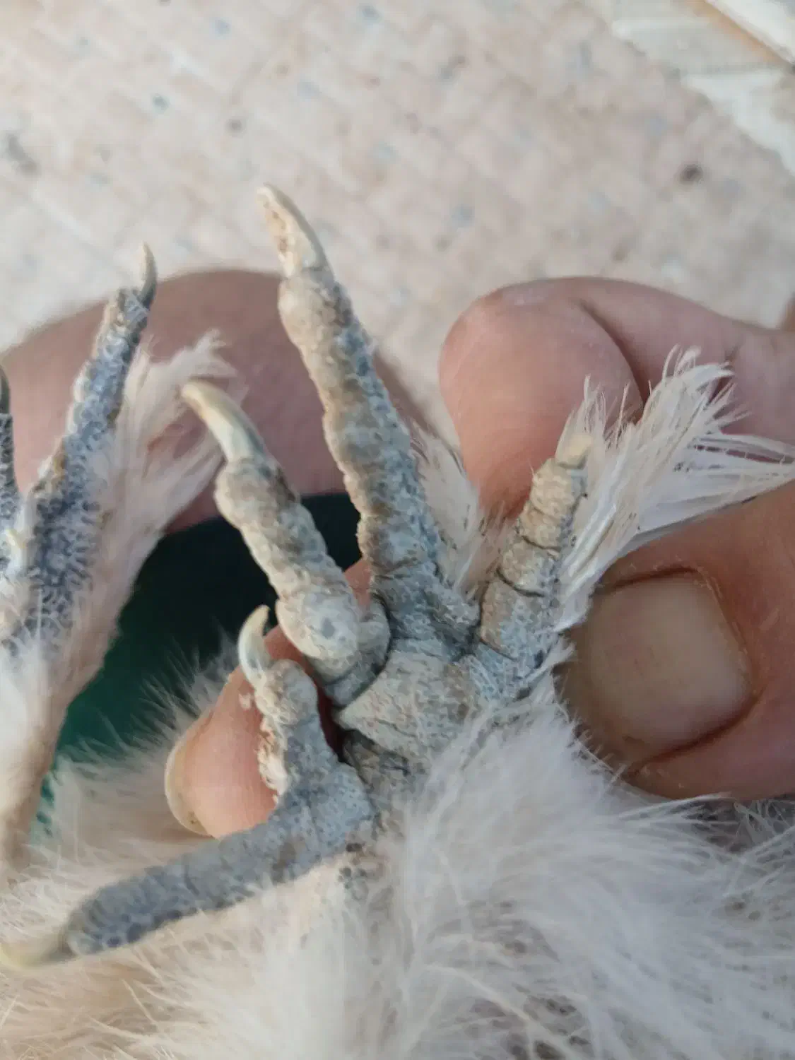 نیمچه مرغ وخروس ابریشمی|حیوانات مزرعه|شیراز, شهرک سراج‎|دیوار