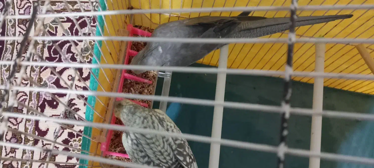 دو تا عروس هلندی دستی نر و ماده|پرنده|رشت, سلیمانداراب|دیوار