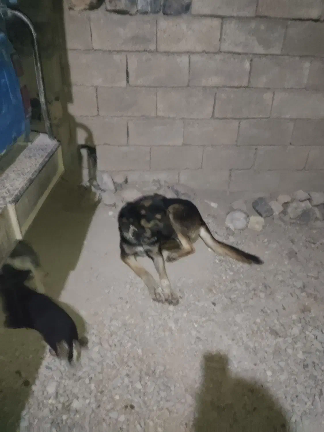 واگذاری سگ دوبرمن|سگ|کرمانشاه, |دیوار